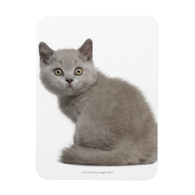 British Shorthair Kitten | 10 veckors ålder Magnet (Vertikal)