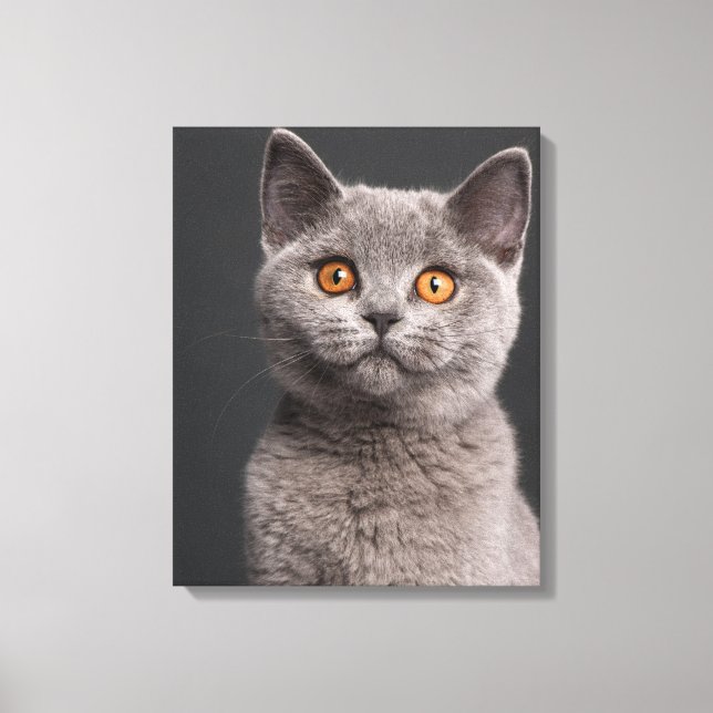 British Shorthair kitten (3 månader gammal) Canvastryck (Framsida)