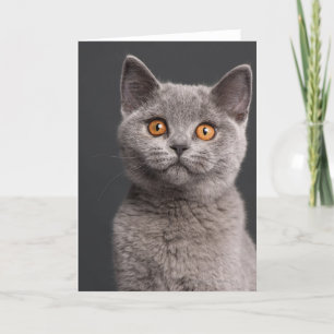 British Shorthair kitten (3 månader gammal) Kort