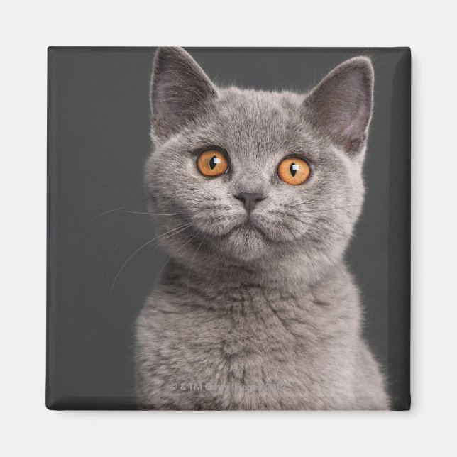 British Shorthair kitten (3 månader gammal) Magnet (Framsidan)