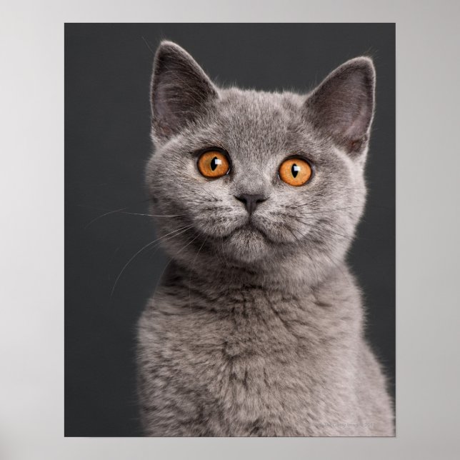 British Shorthair kitten (3 månader gammal) Poster (Framsidan)