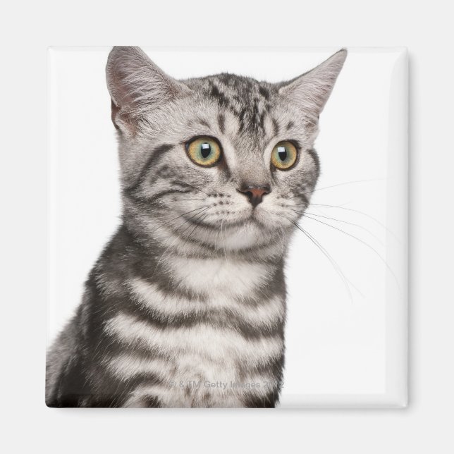 British Shorthair kitten (4 månader gammal) Magnet (Framsidan)