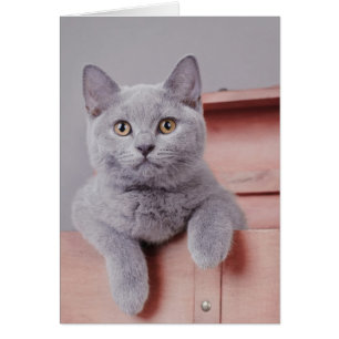 British shorthair kitten hälsningskort
