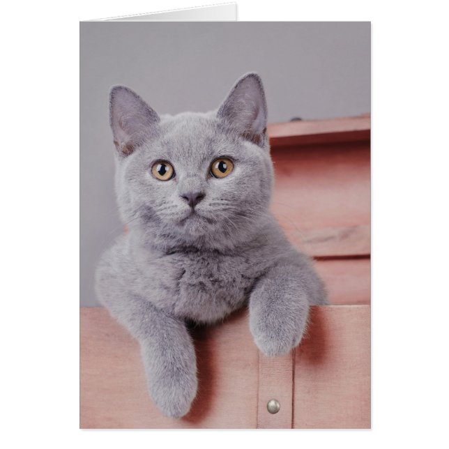 British shorthair kitten hälsningskort (Framsidan)