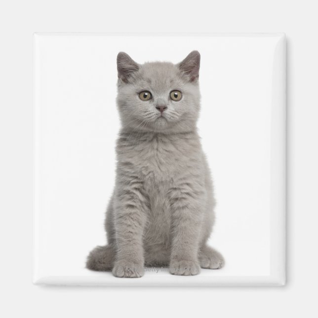 British Shorthair Kitten Magnet (Framsidan)