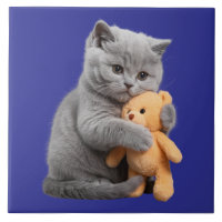 British Shorthair Kitten och Nalle Decorative