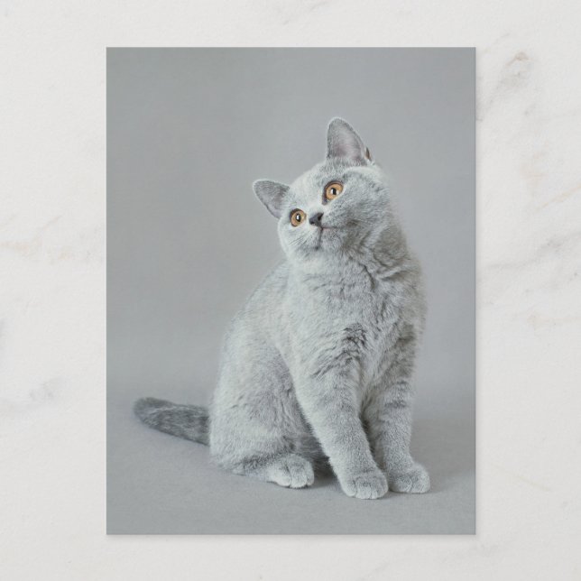 British shorthair kitten vykort (Framsida)
