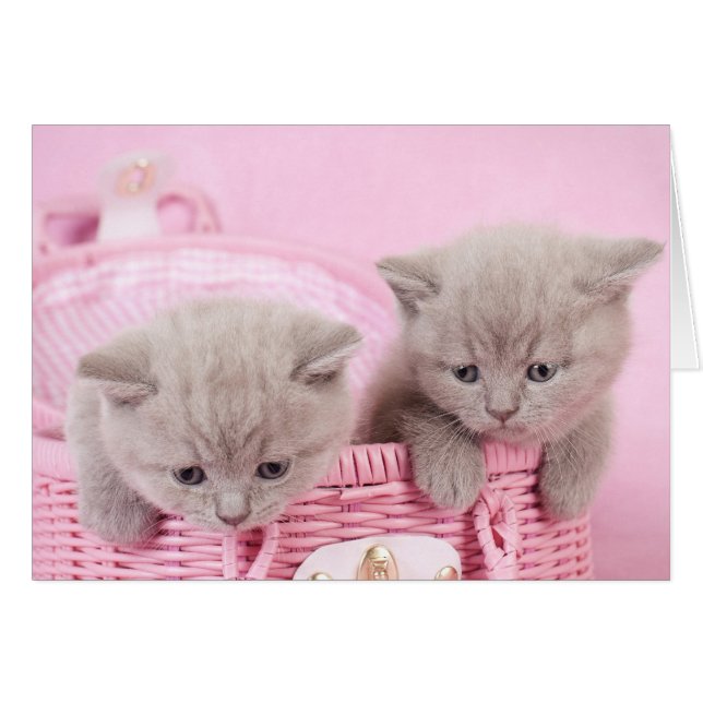 British shorthair kittens hälsningskort (Framsidan Horizontal)
