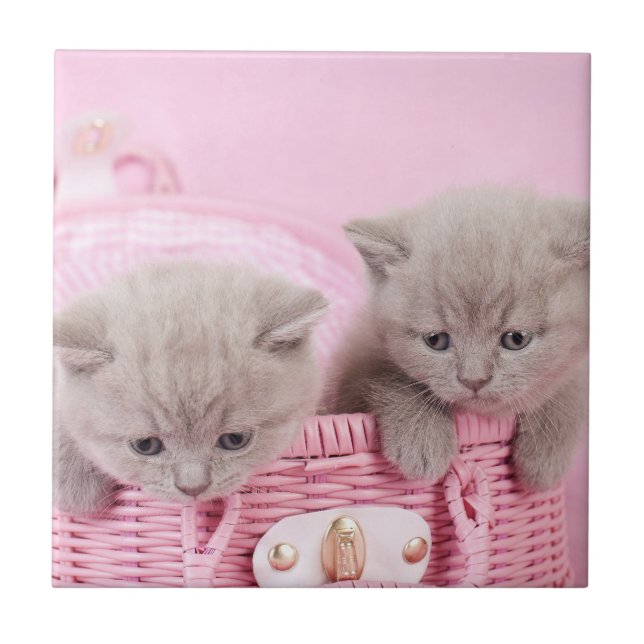 British shorthair kittens kakelplatta (Framsidan)