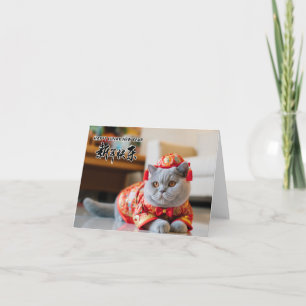 British Shorthair Kort