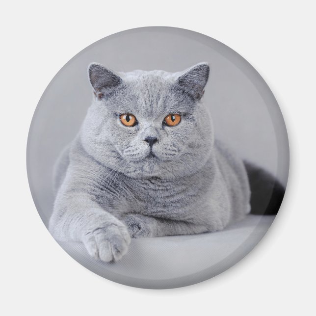 British shorthair magnet (Framsidan)