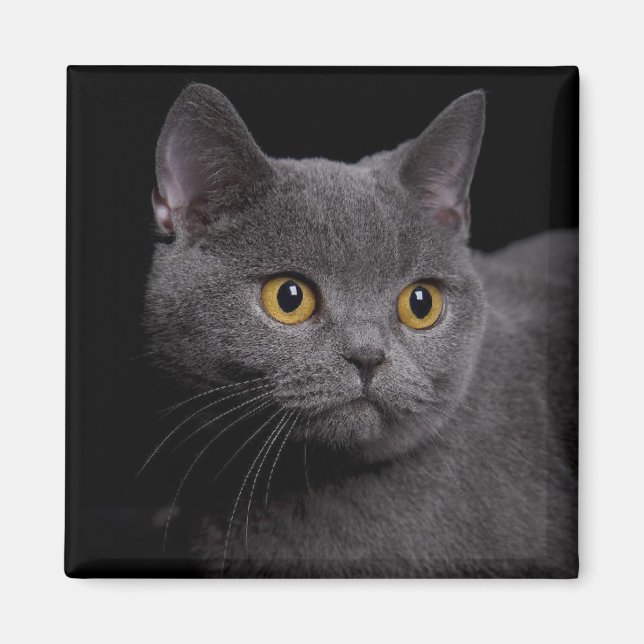 British Shorthair Magnet (Framsidan)