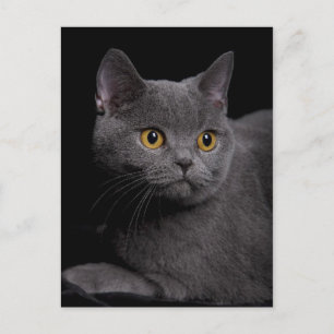 British Shorthair Postcard Vykort