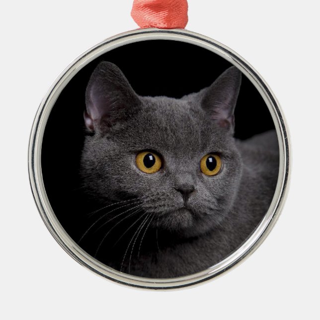 British Shorthair Premium Ornament (Framsidan)