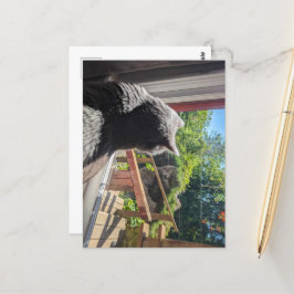 British Shorthair Reflection in Window Photo Vykort