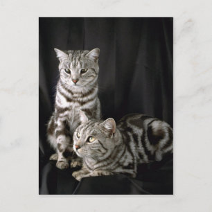 British Shorthair, silver, tabby Vykort
