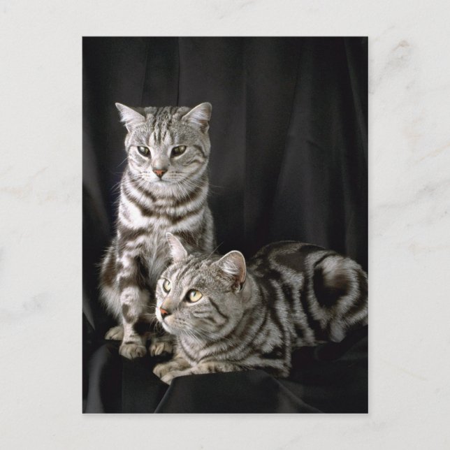 British Shorthair, silver, tabby Vykort (Framsida)