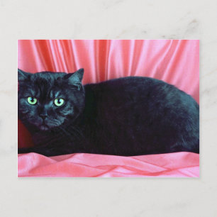 British Shorthair, svart rök Vykort