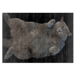 British Shorthair Tjock Cat Lutning på baksidan