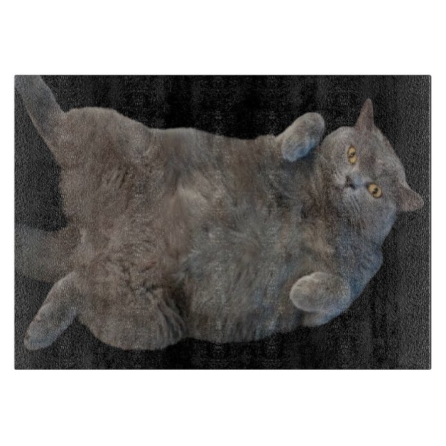 British Shorthair Tjock Cat Lutning på baksidan (Framsidan)