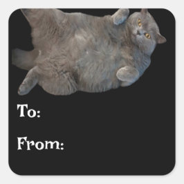 British Shorthair Tjock Cat Lutning på baksidan Fyrkantigt Klistermärke