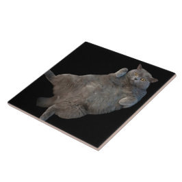 British Shorthair Tjock Cat Lutning på baksidan Kakelplatta