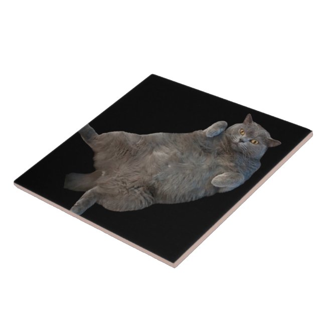 British Shorthair Tjock Cat Lutning på baksidan Kakelplatta (Sidan)