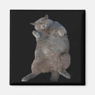 British Shorthair Tjock Cat Lutning på baksidan Magnet