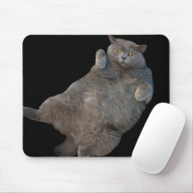 British Shorthair Tjock Cat Lutning på baksidan