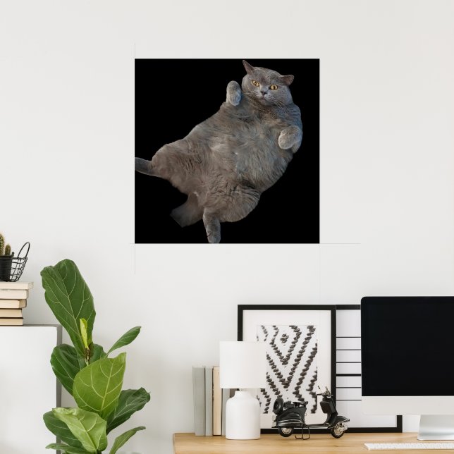 British Shorthair Tjock Cat Lutning på baksidan Poster (Hemmakontoret)
