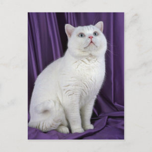 British Shorthair, vit Vykort