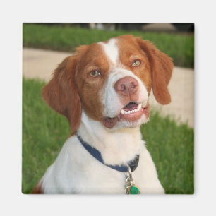 Brittany magnet