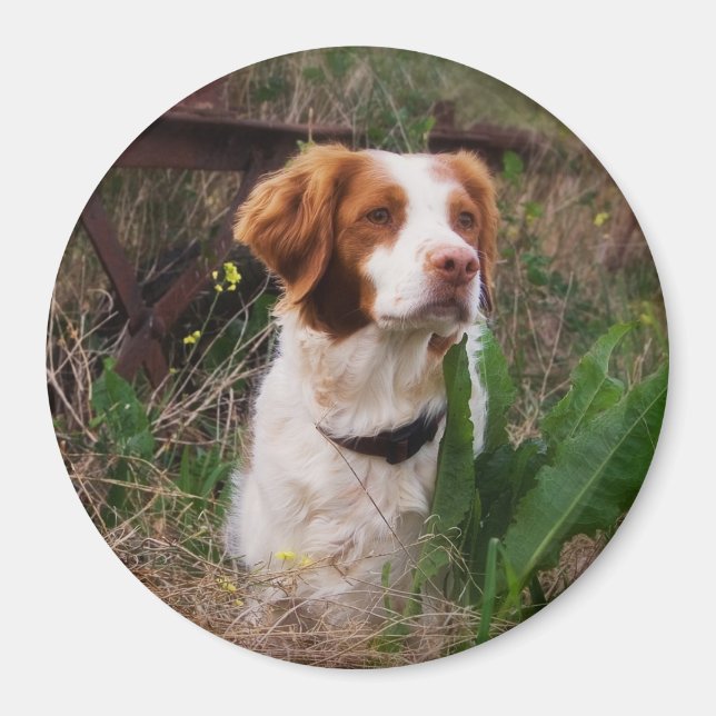 Brittany Magnet (Framsidan)