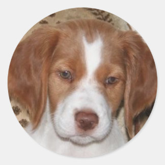 Brittany Puppy Runt Klistermärke