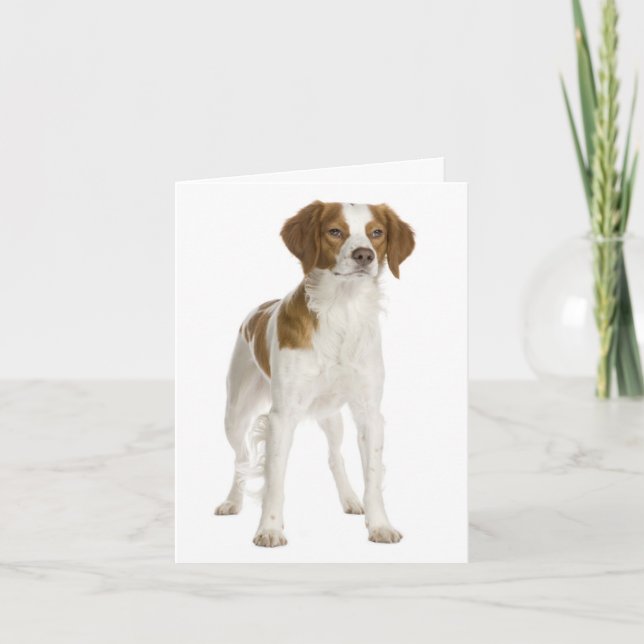 Brittany Spain Puppy Hund Blank Note Card Kort (Framsida)