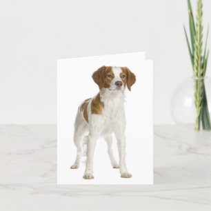 Brittany Spain Puppy Hund Blank Note Card Kort