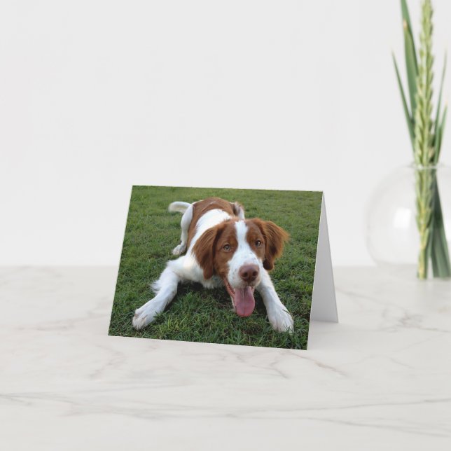 Brittany Spain Puppy Hund Blank Note Card Kort (Framsida)