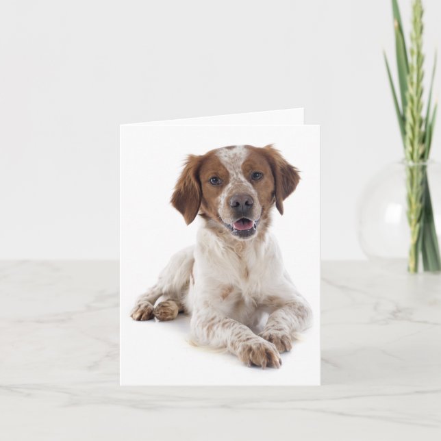 Brittany Spain Puppy Hund Blank Note Card Kort (Framsida)