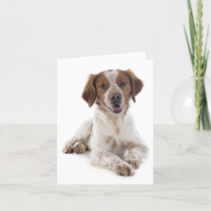 Brittany Spain Puppy Hund Blank Note Card Kort