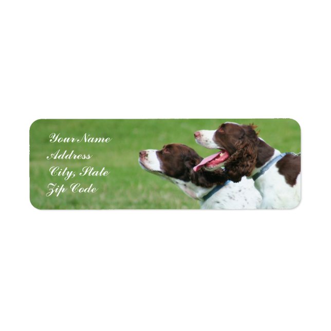 Brittany spaniel adressetiketters returadress etikett (Framsidan)