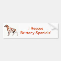 Brittany Spaniel