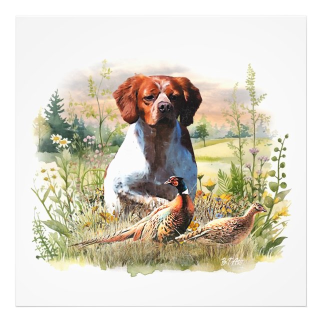 Brittany Spaniel – Fält, Fokus, Fasan , Konst  Fototryck (Framsidan)