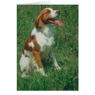 Brittany Spaniel Hälsningskort