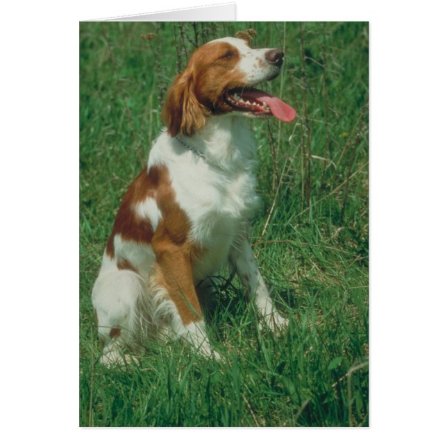 Brittany Spaniel Hälsningskort (Framsidan)