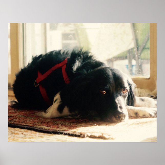 Brittany spaniel Hund Poster (Framsidan)