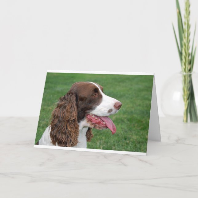 Brittany Spaniel Kort (Framsida)