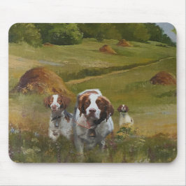 Brittany Spaniel Musmatta