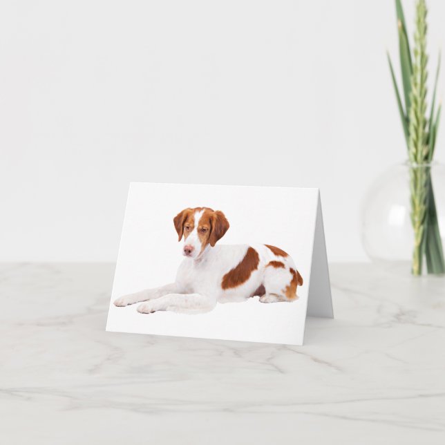 Brittany Spaniel Valp Hund Blank Notkort Kort (Framsida)