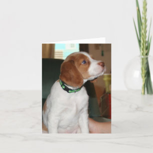 Brittany valp Notecard Kort