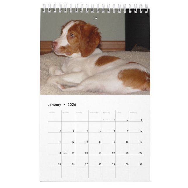 Brittany valpar 2008 kalender (Jan 2026)